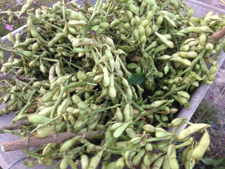 黒豆 収穫